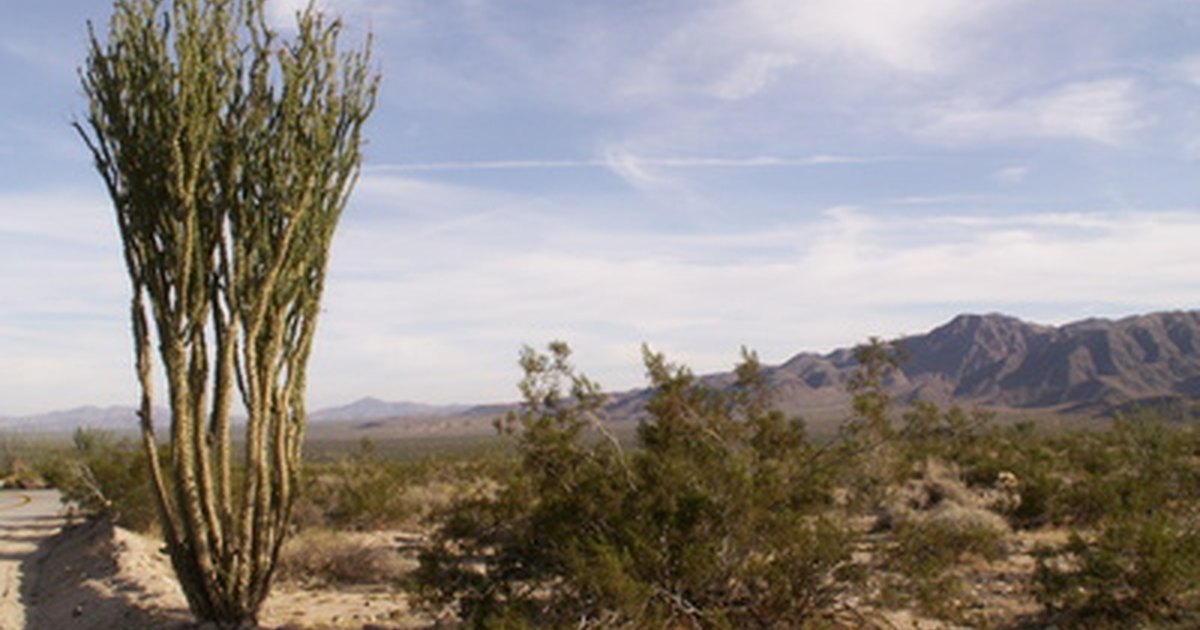 why-do-desert-plants-need-long-roots-ehow-uk