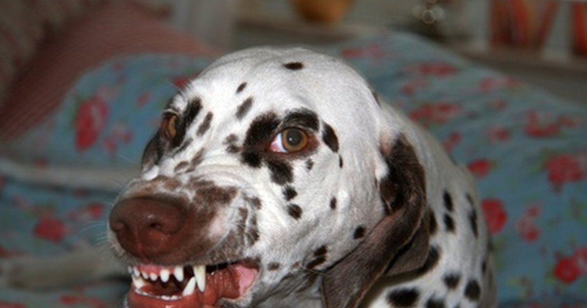 Do Male Dogs And Female Dogs Get Along Better Do Male Dogs And Female Dogs Get Along Better