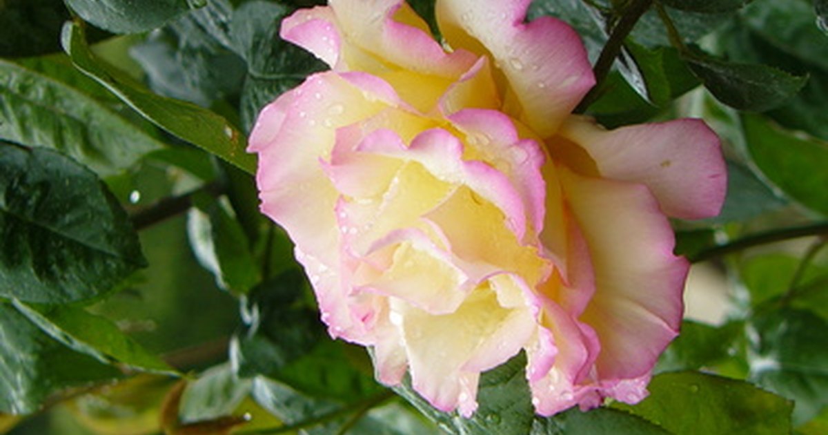 The best time of year to transplant a rose bush eHow UK