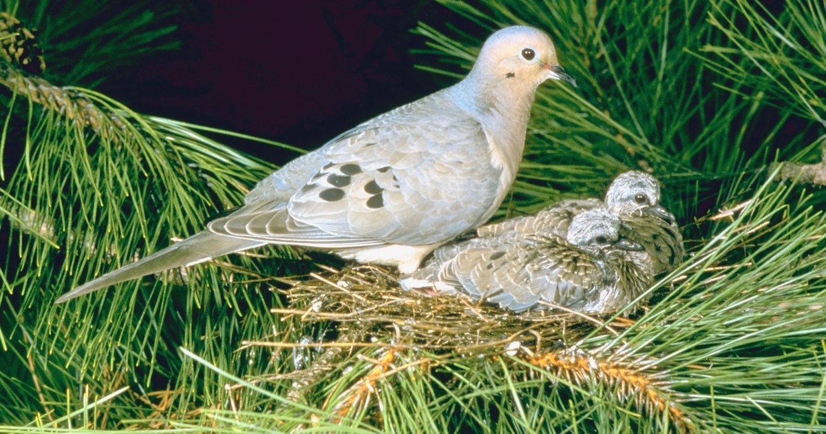how to feed a baby mourning dove ehow uk how to feed a baby mourning dove ehow uk