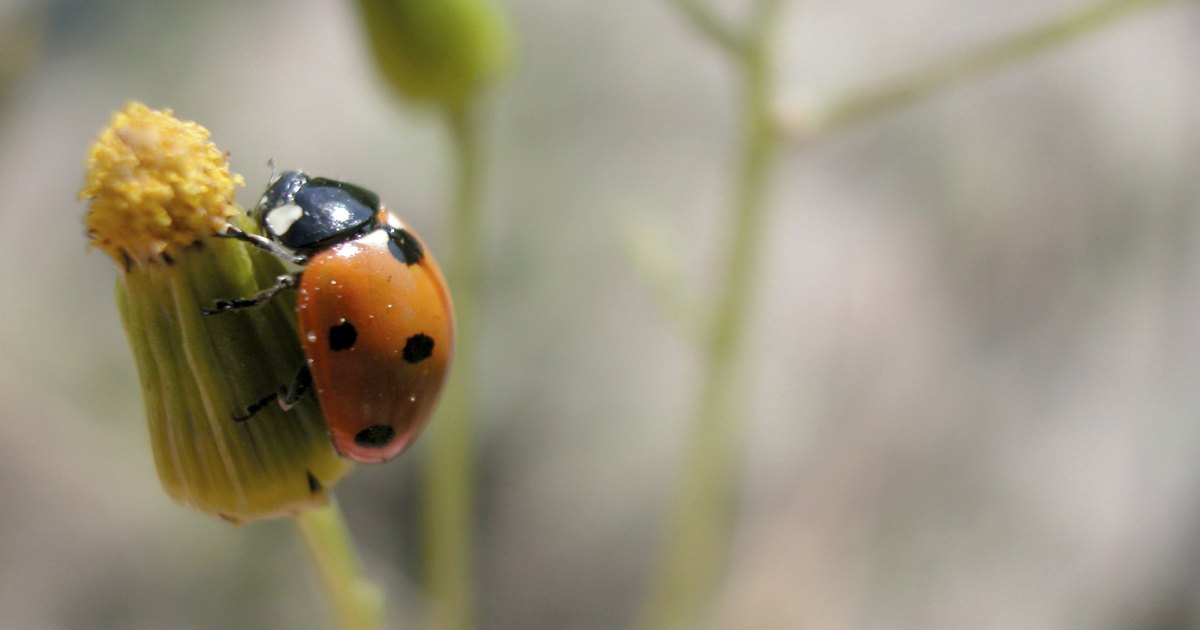 how-do-i-tell-the-difference-between-girl-ladybugs-and-boy-ladybugs