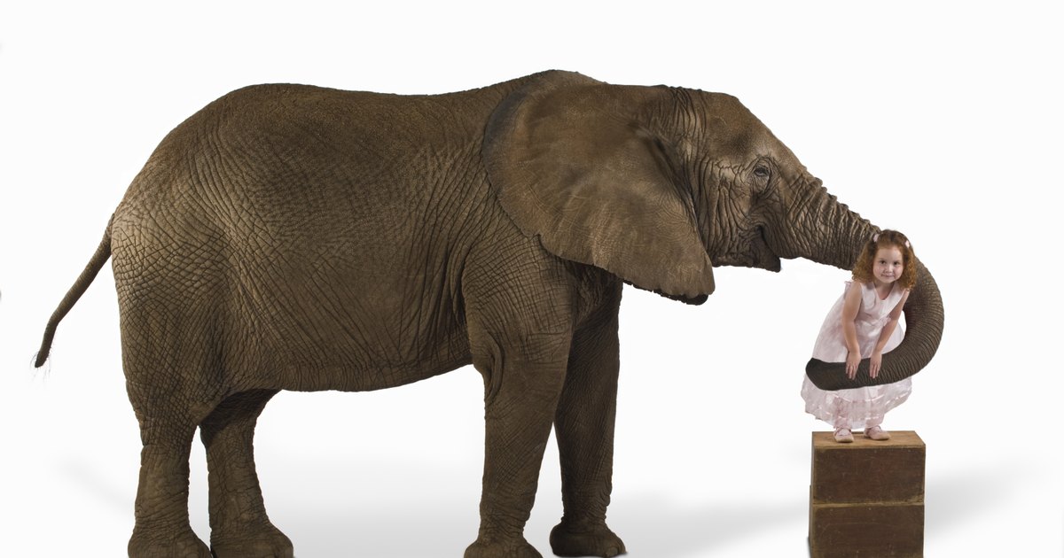 Physical adaptations of elephants | eHow UK