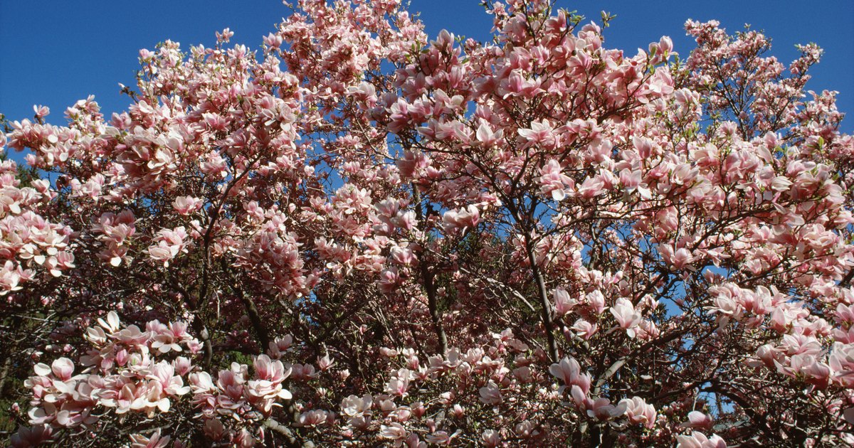 why-do-magnolia-leaves-turn-brown-ehow-uk