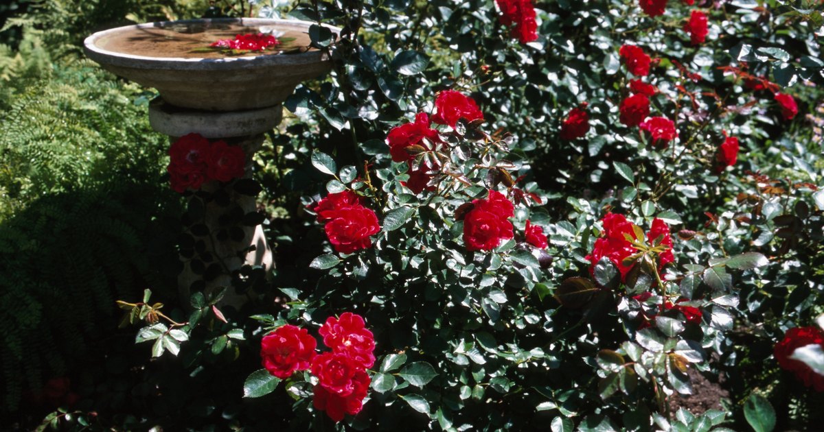 insects-are-eating-holes-in-my-roses-ehow-uk