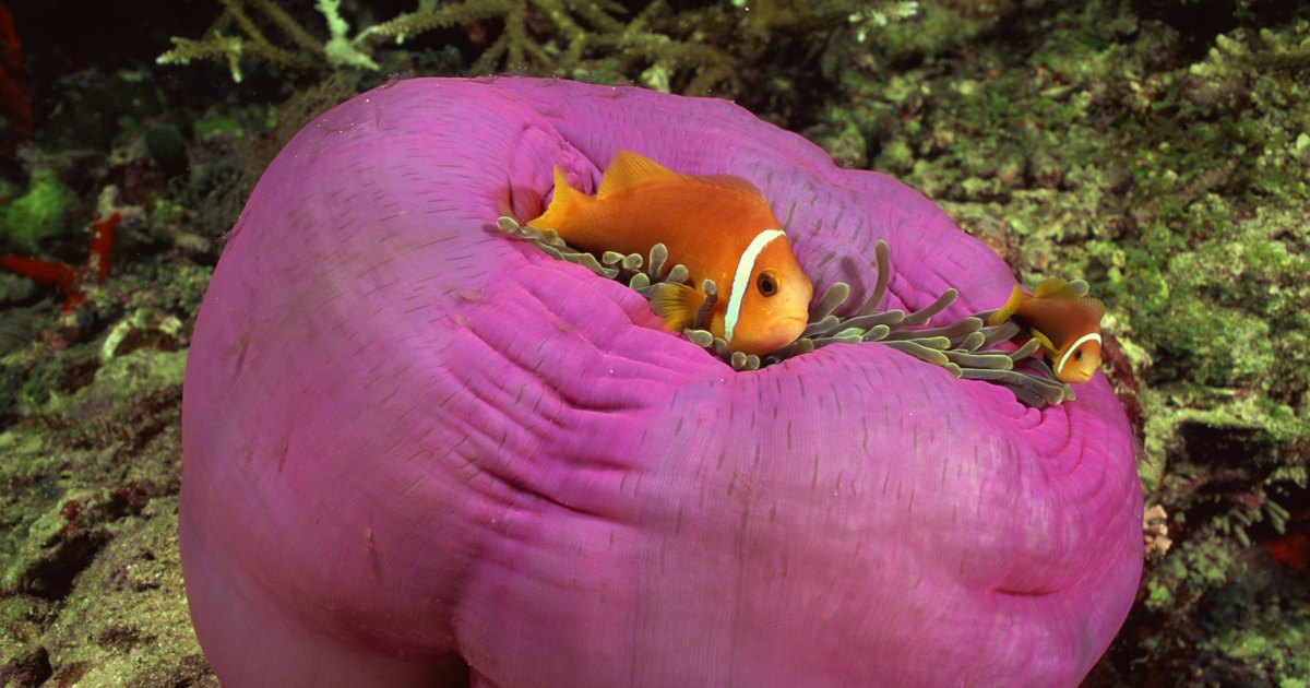 el pez payaso y la anemona