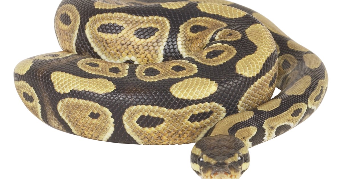 types-of-python-snakes-ehow-uk