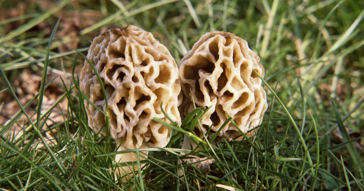 Are lawn toadstools poisonous? | eHow UK