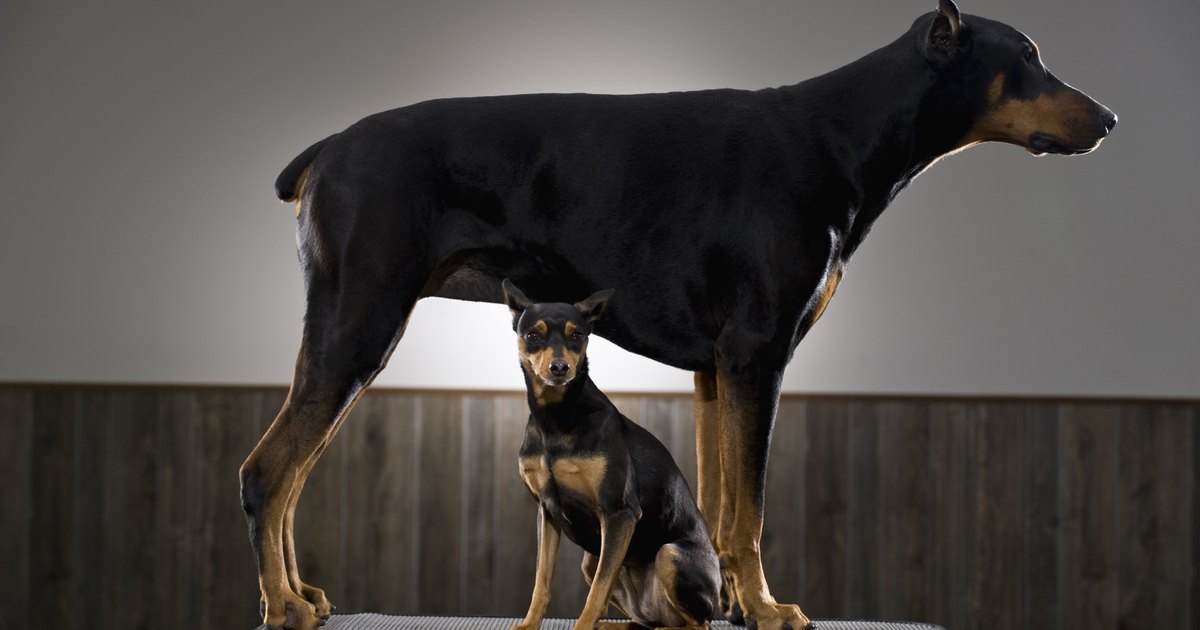 Types Of Doberman Pinschers