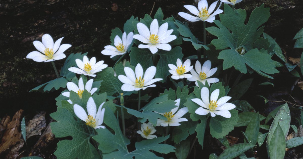 perennial plants for shady areas ehow uk perennial plants for shady areas ehow uk