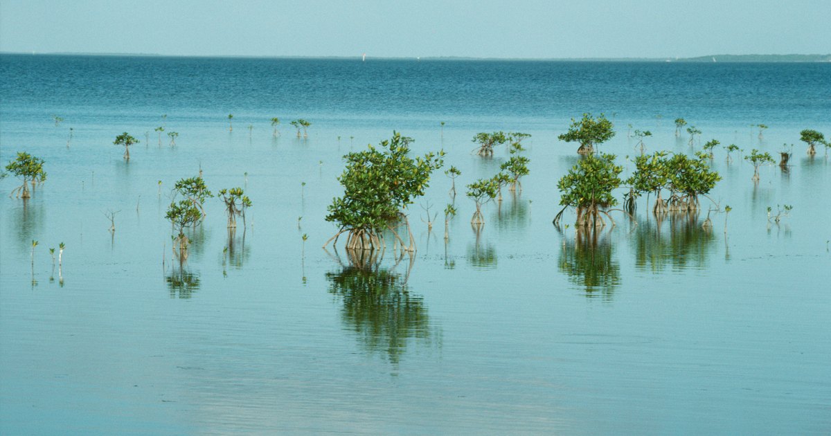 how-do-plants-survive-in-salt-water-ehow-uk