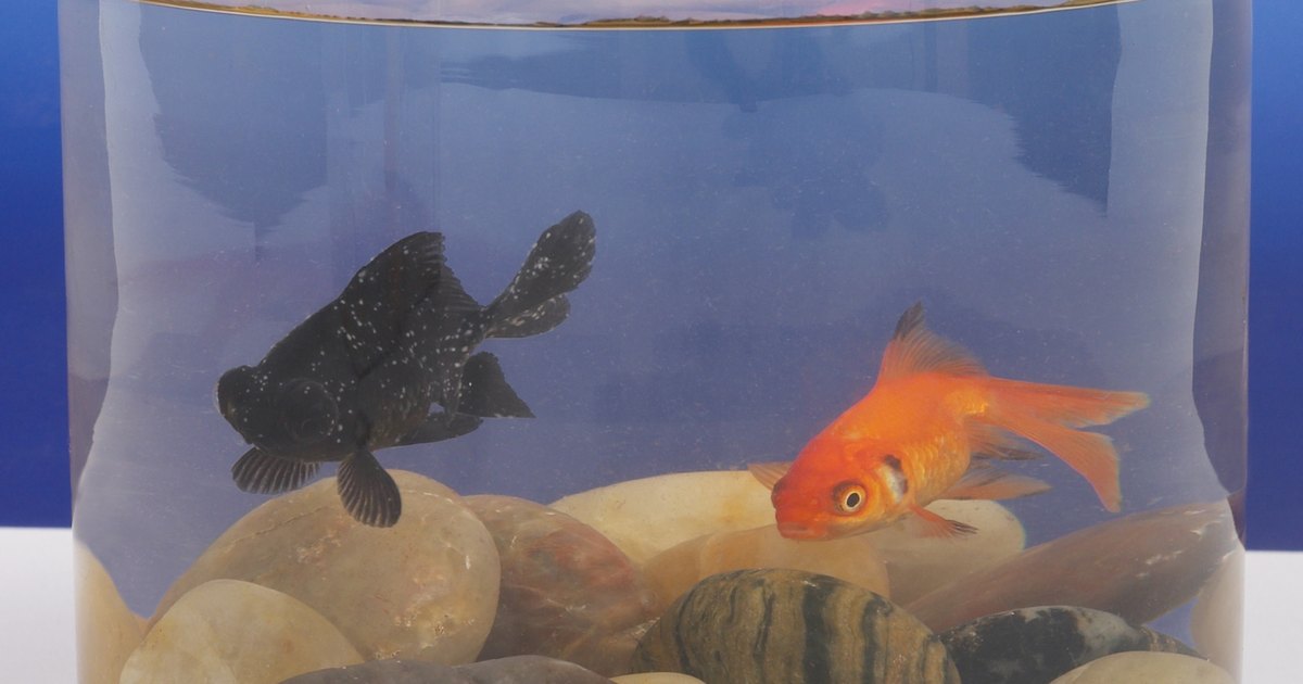 How to tell the sex of a glass catfish