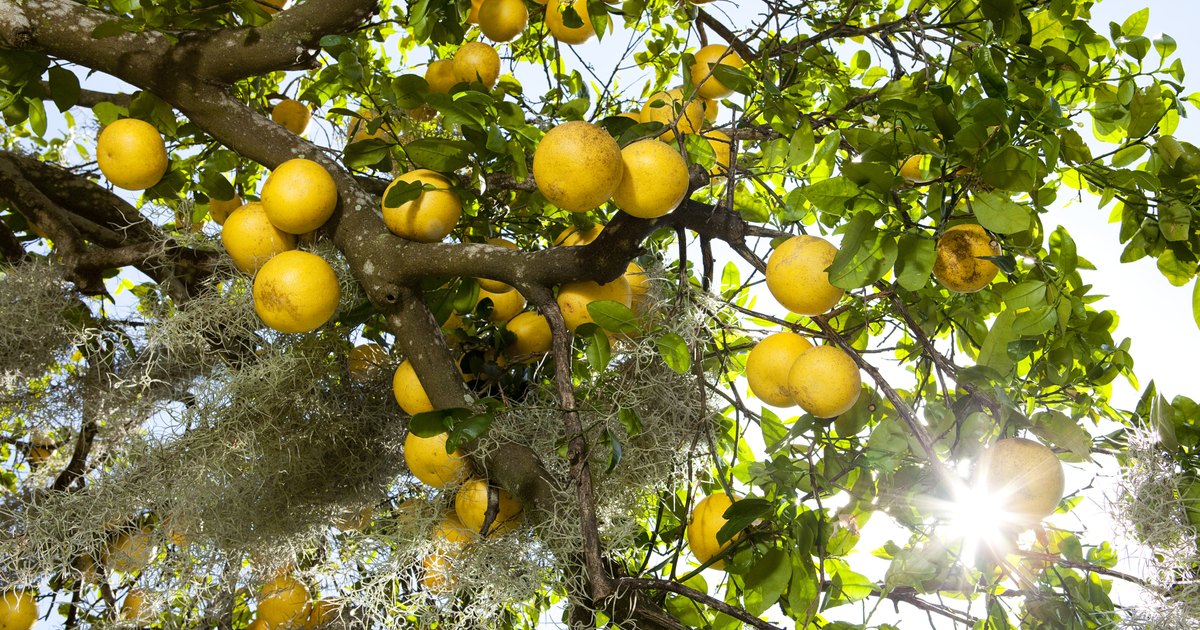 Los requerimientos de agua en los árboles cítricos | eHow en Español