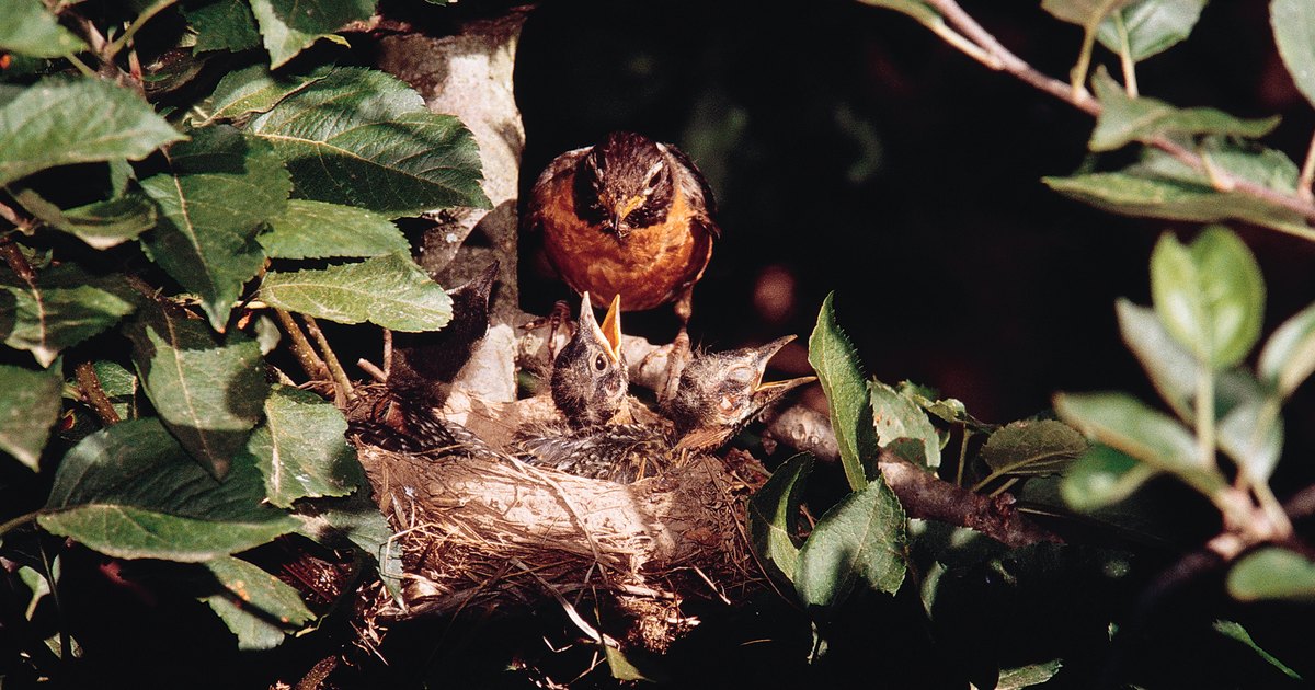 what do baby robins eat besides worms ehow uk what do baby robins eat besides worms ehow uk