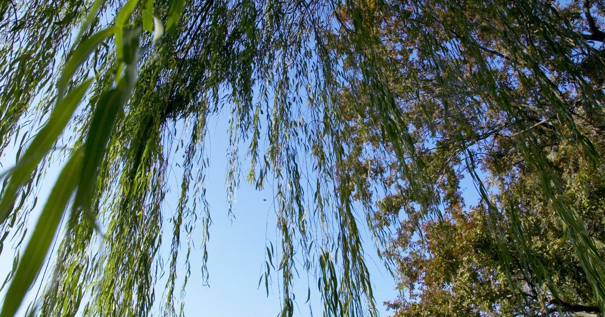 Root Systems for Weeping Willow Trees eHow UK