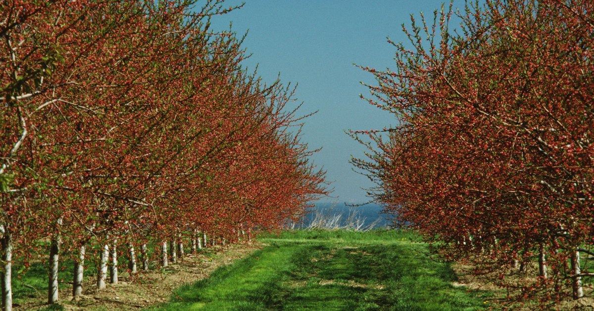cherry tree usda zone how to grow rainier cherry trees ehow uk cherry tree usda zone how to grow rainier cherry trees ehow uk