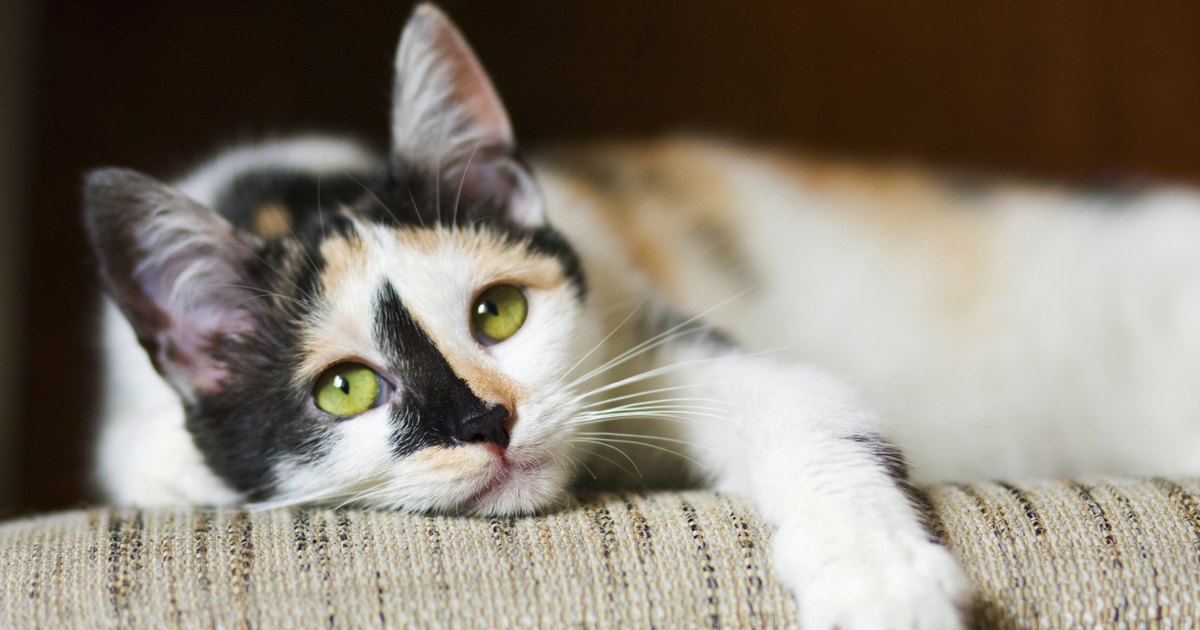 how much does it cost to euthanize a how much does it cost to cremate a cat ehow uk how much does it cost to euthanize a how much does it cost to cremate a cat ehow uk
