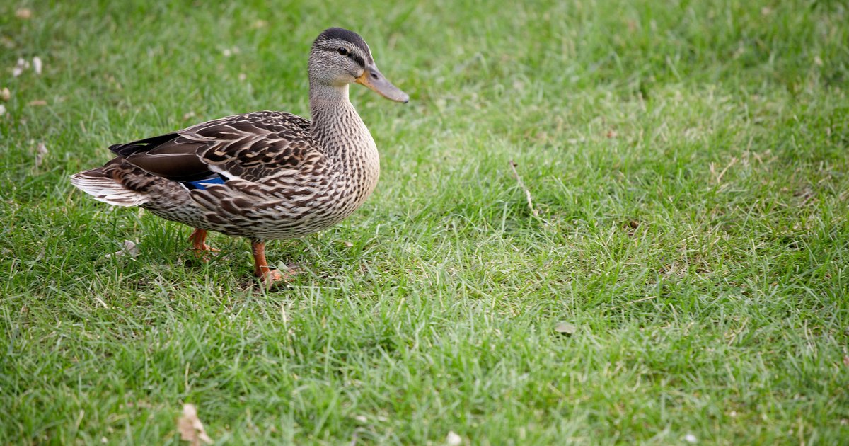 what-are-some-adaptations-of-a-duck-ehow-uk