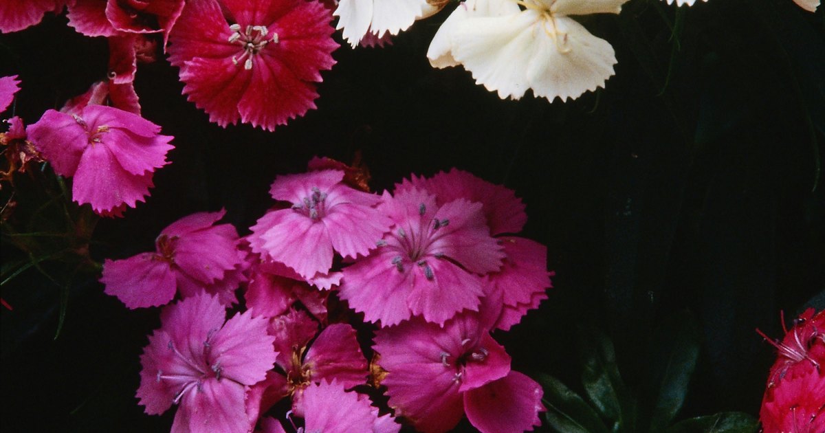 how to prune dianthus for regrowth ehow uk how to prune dianthus for regrowth ehow uk