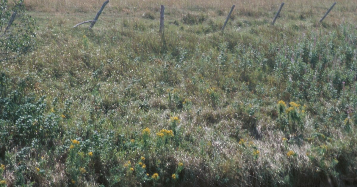 Cómo hacer una zanja de drenaje para que el agua no penetre en el