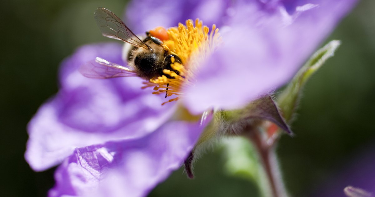 Three Examples Of How Animals Depend On Plants For Survival