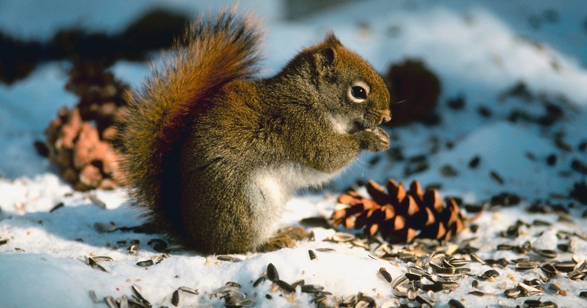 how-to-feed-wild-squirrels-ehow-uk