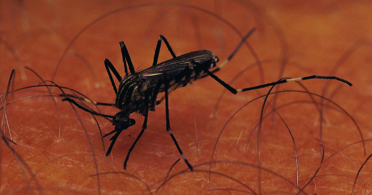 Bot Fly Removal | eHow UK