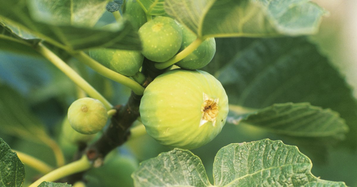 How to prune fig trees in a backyard garden to size eHow UK