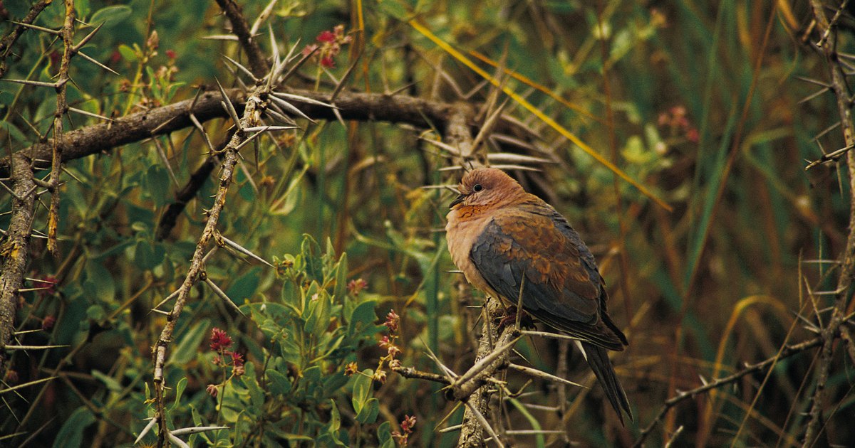 different-types-of-doves-ehow-uk