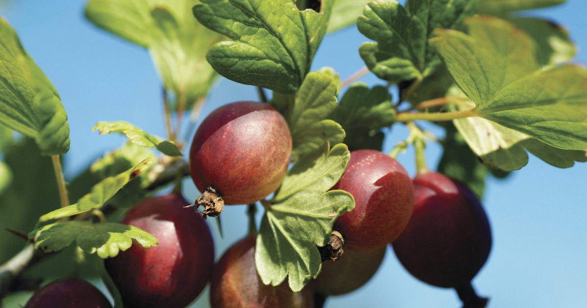 How To Prune Gooseberry Bushes