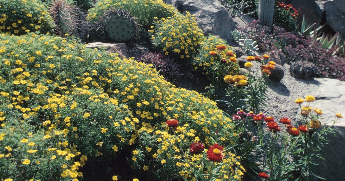 Ideas para un paisaje con patio trasero inclinado | eHow en Español