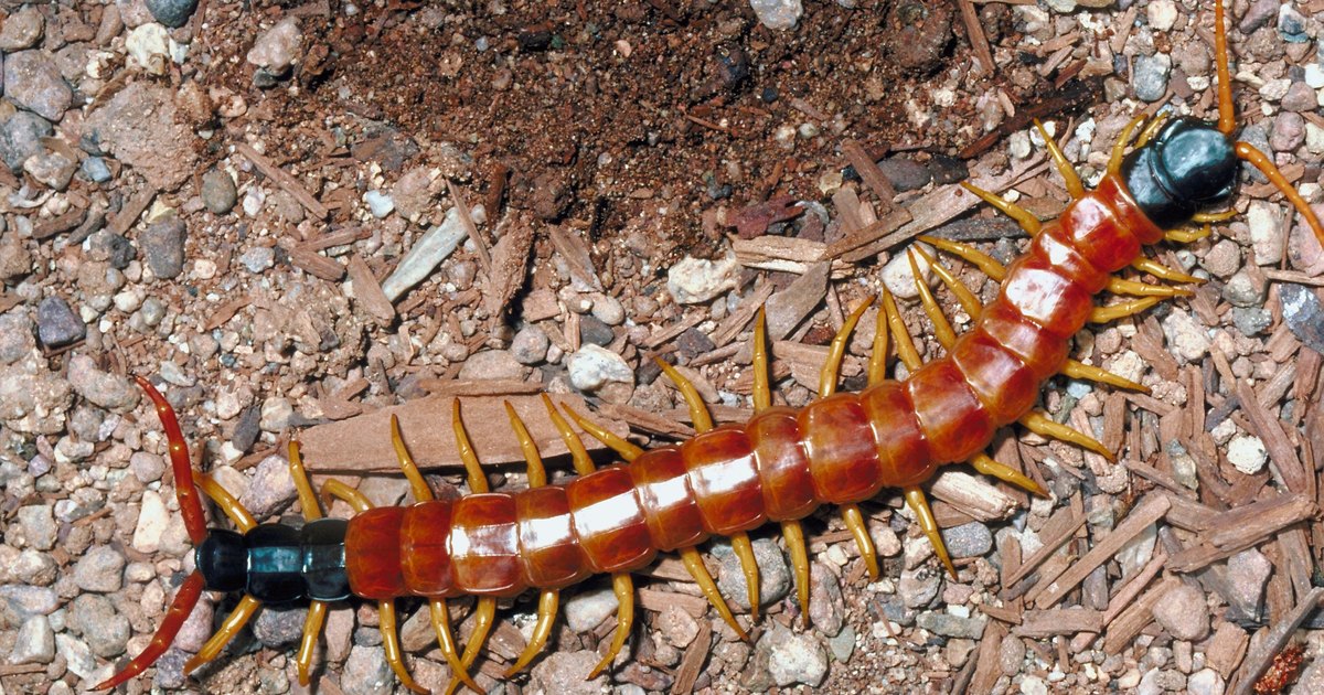 Insecticida para gusanos en casa