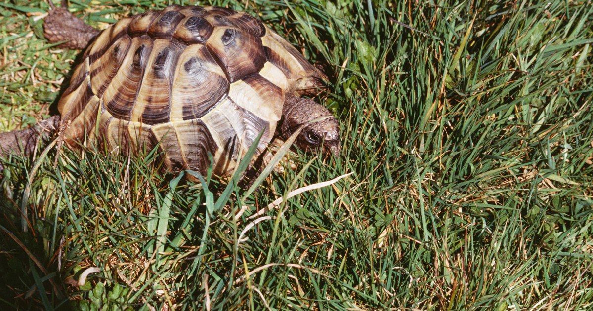 list-of-vegetables-my-tortoises-can-eat-ehow-uk