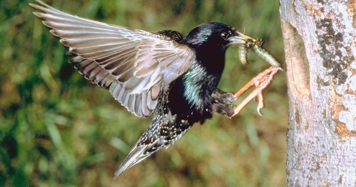 bird feeders that keep starlings out ehow uk bird feeders that keep starlings out ehow uk