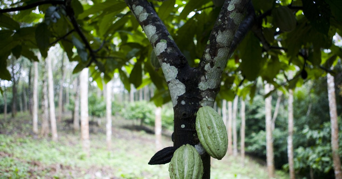 healthy dry fruits list nance fruit healthy dry fruits list nance fruit
