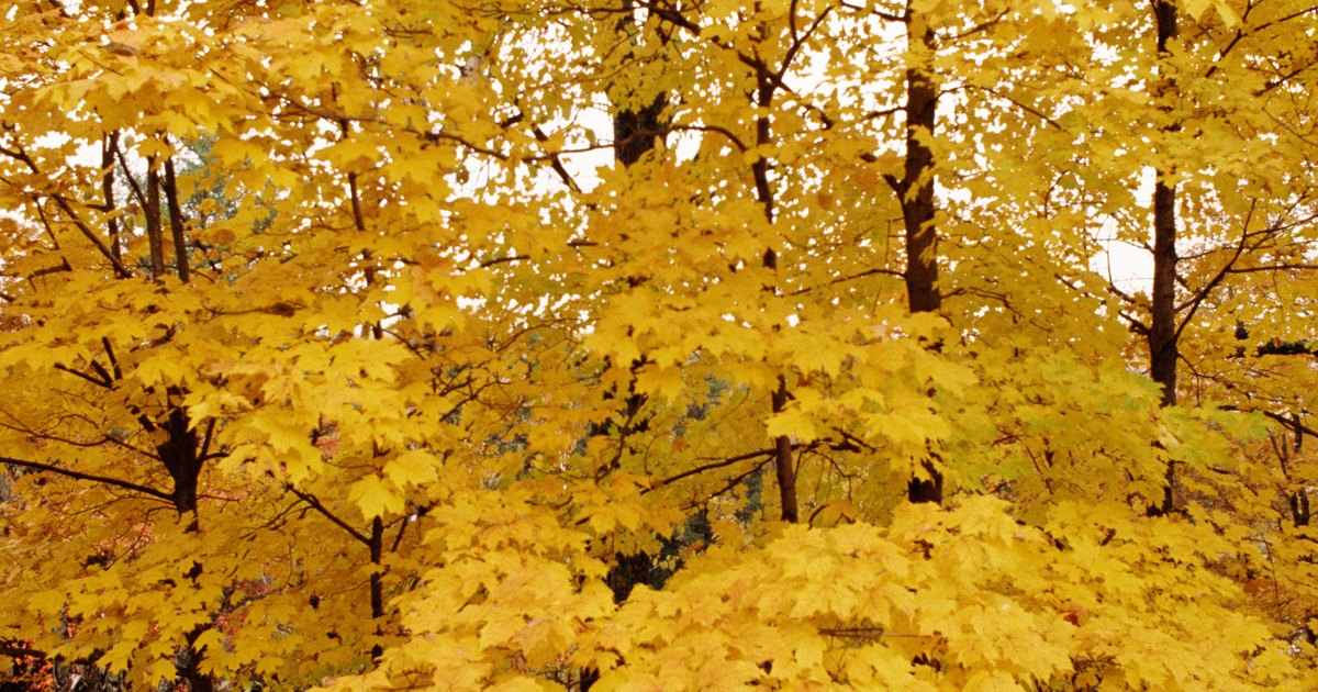 maple tree health maple tree bark is turning black ehow uk maple tree health maple tree bark is turning black ehow uk