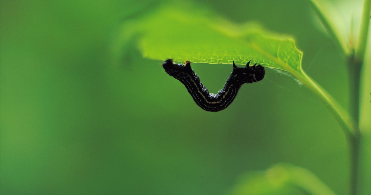 black garden worms ehow uk black garden worms ehow uk