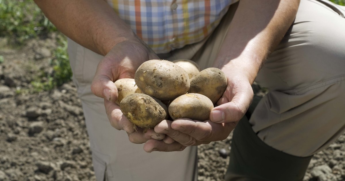 the-average-potato-yield-per-plant-ehow-uk