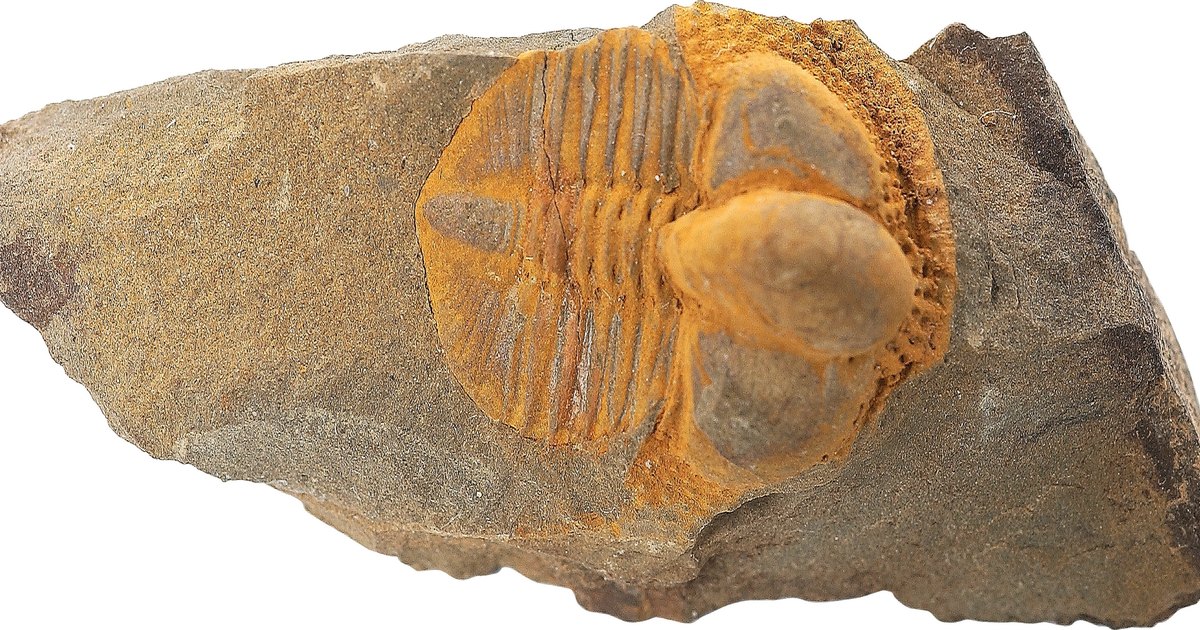 how-much-do-paleontologists-get-paid-ehow-uk