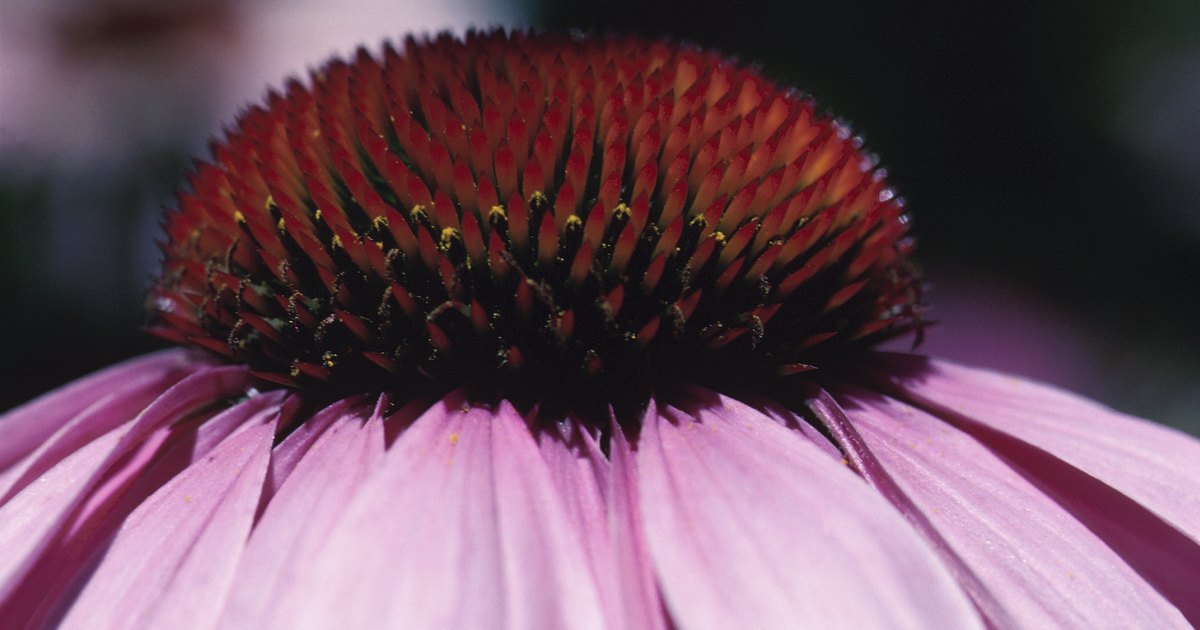 how-to-grow-echinacea-purpurea-from-seed-ehow-uk