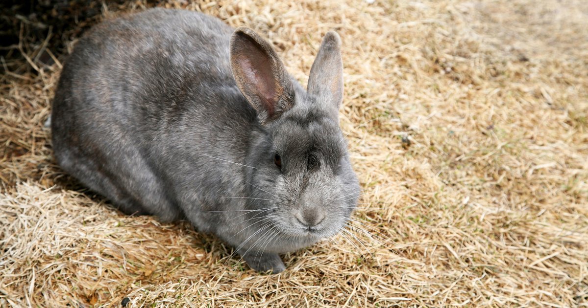  What Are The Most Common Rabbit Breeds EHow UK