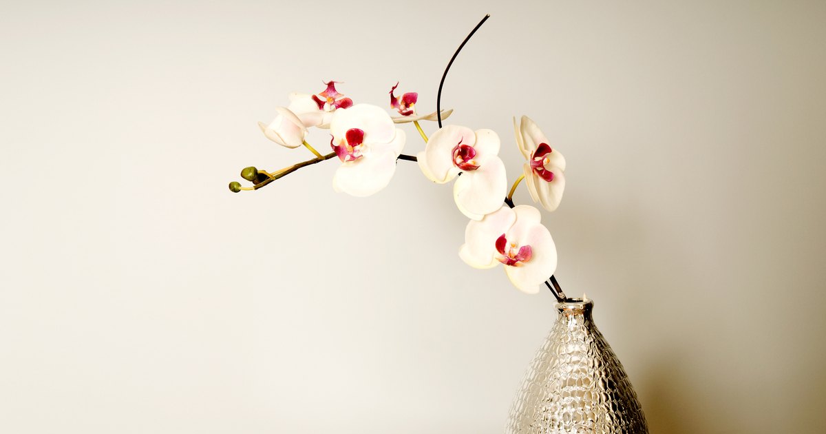 how to trim back orchids after blooming ehow uk how to trim back orchids after blooming ehow uk