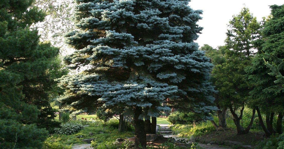 evergreen-shrubs-that-tolerate-clay-soil-ehow-uk