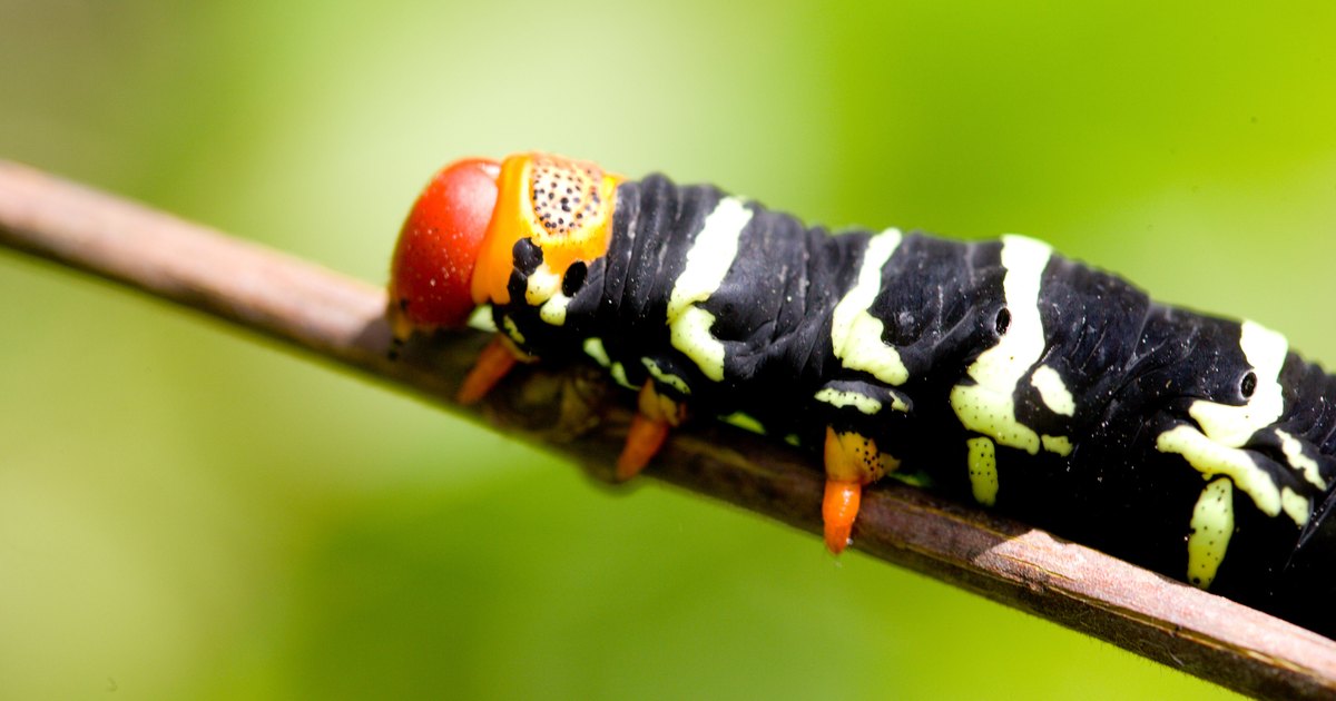 Caterpillar Habitat Facts