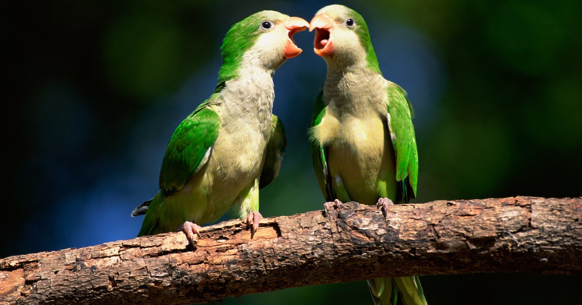 How To Tell Male From Female Quaker Parrots | EHow UK