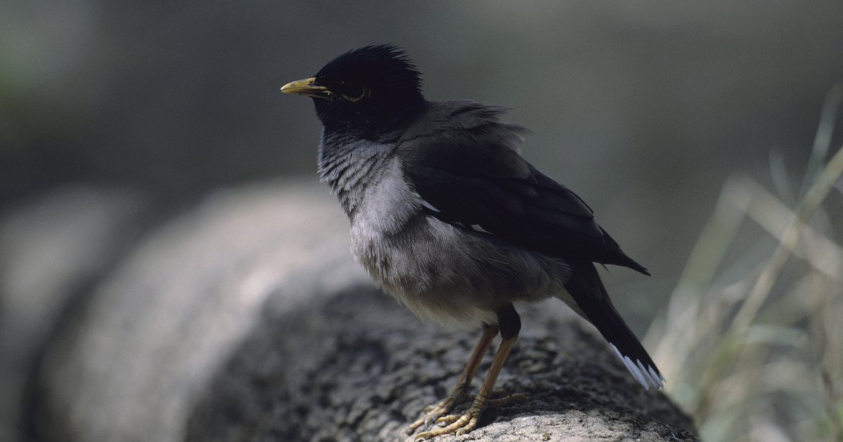 types of mynah birds ehow uk types of mynah birds ehow uk