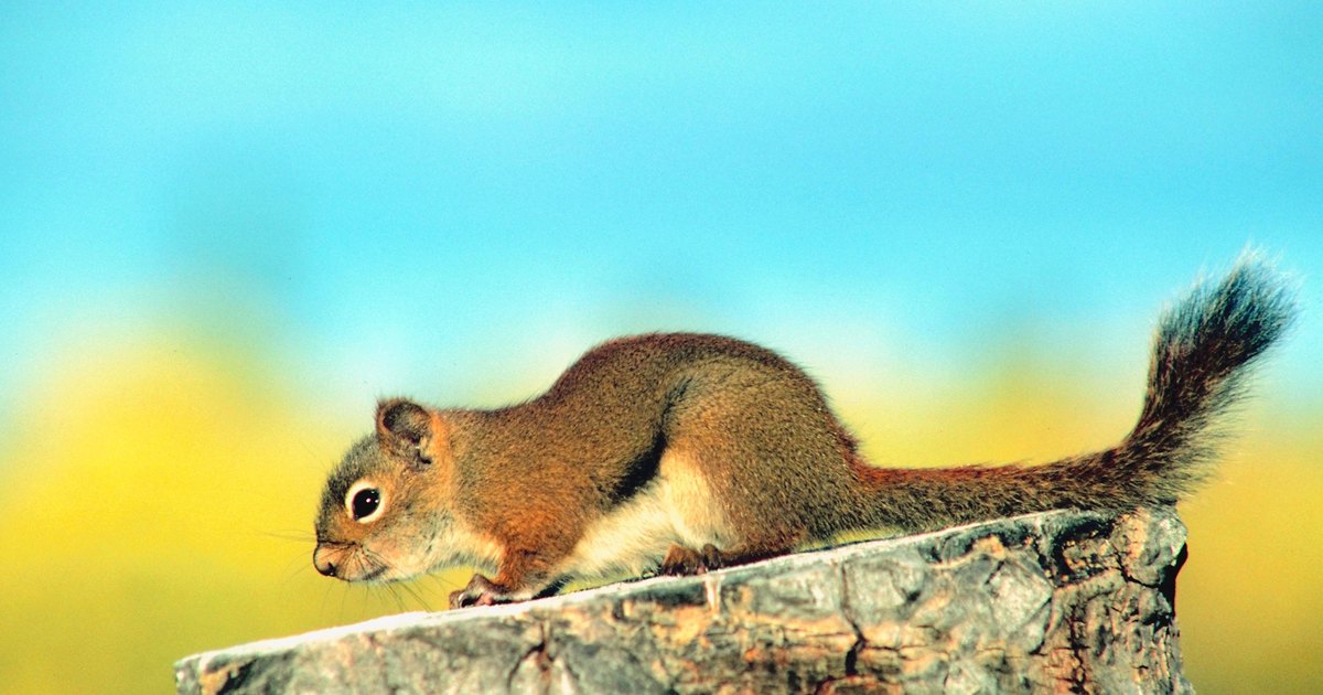 how to buy a pet squirrel ehow uk how to buy a pet squirrel ehow uk