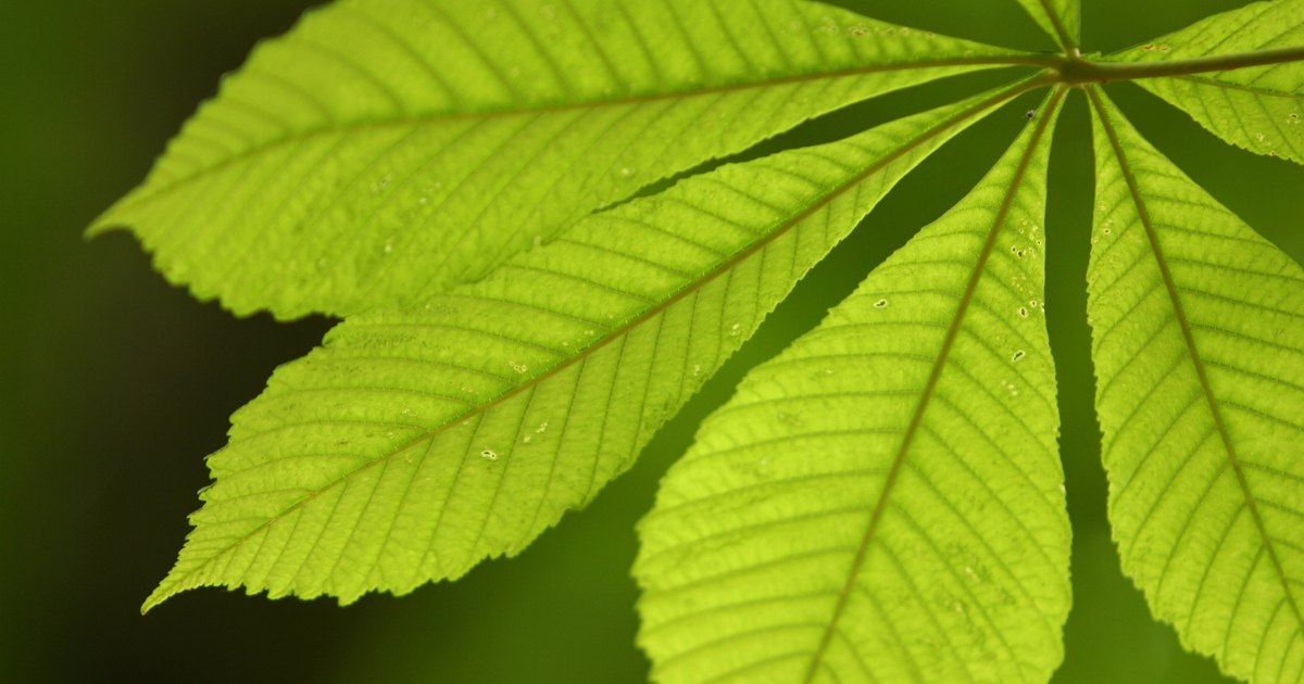 What does photosynthesis need to take place?   quora