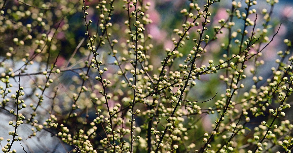 plants-for-wet-clay-soil-ehow-uk