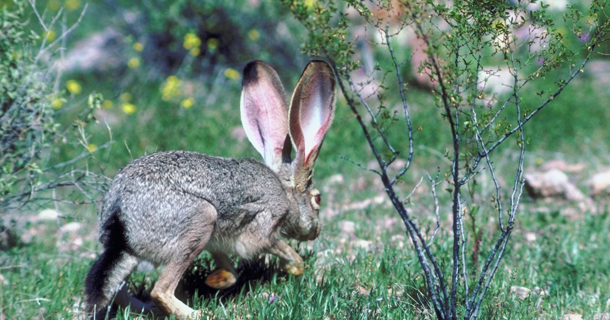 baits-for-rabbits-that-they-will-eat-in-a-trap-ehow-uk