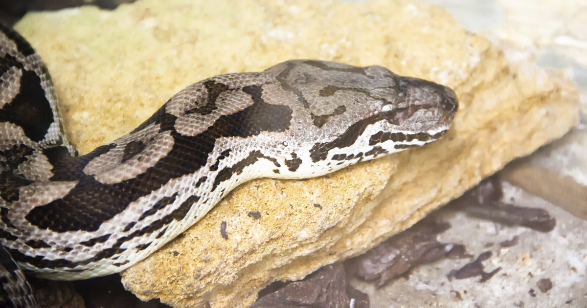 adult boa constrictor in cage